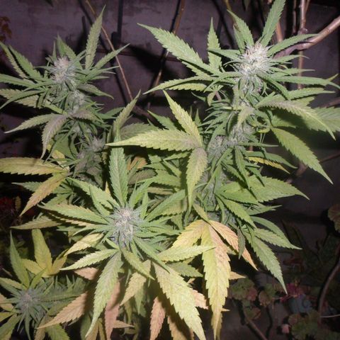 Santa marta golden growlog photo: Pulverizado de hojas con neem
Riego con melaza