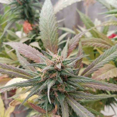 Santa marta golden growlog timeline photo