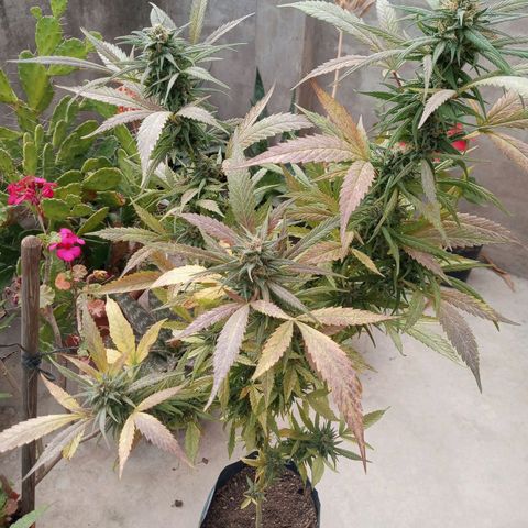 Santa marta golden growlog timeline photo