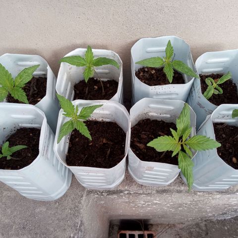 Gaara x nn growlog timeline photo