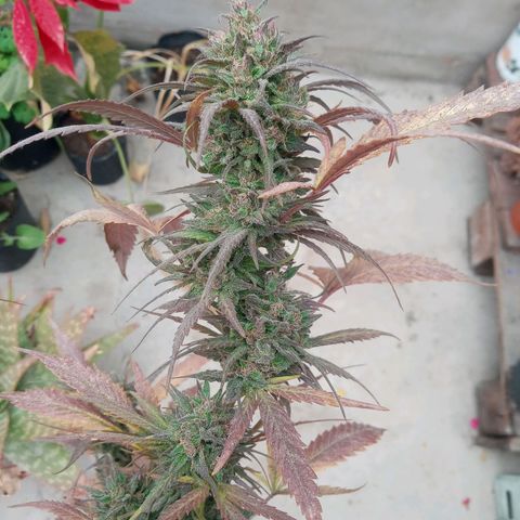 Santa marta golden growlog photo: 13 semanas de flora. Alimonada.
