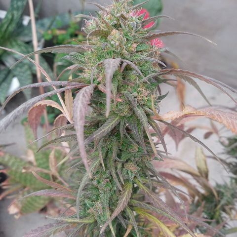 Santa marta golden growlog photo: 13 semanas de flora. Alimonada.
