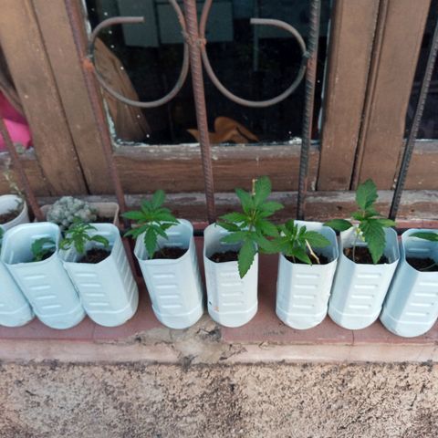 Gaara x nn growlog photo: 5 plantas mejor desarrolladas que 3 restantes ya atacadas x : gato u hormigas