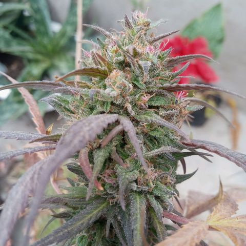 Santa marta golden growlog photo: 13 semanas de flora. Alimonada.
