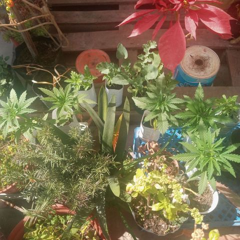 Gaara x nn growlog timeline photo