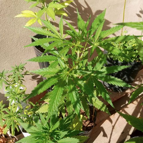 Gaara x nn growlog photo: Gaara x nn f1 #5
Gaara x nn f1 #4
