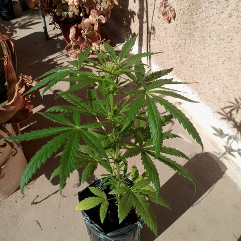 Gaara x nn growlog photo: Gaara x nn f1 #5
Gaara x nn f1 #4