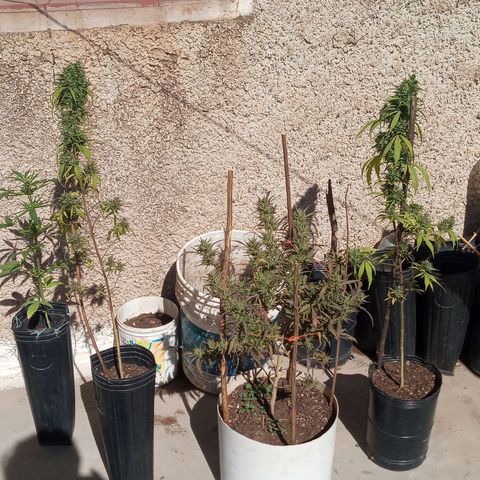 Gaara x nn growlog photo: Gaara x nn f1 #5
Gaara x nn f1 #4