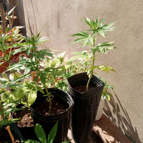 Gaara x nn growlog timeline photo
