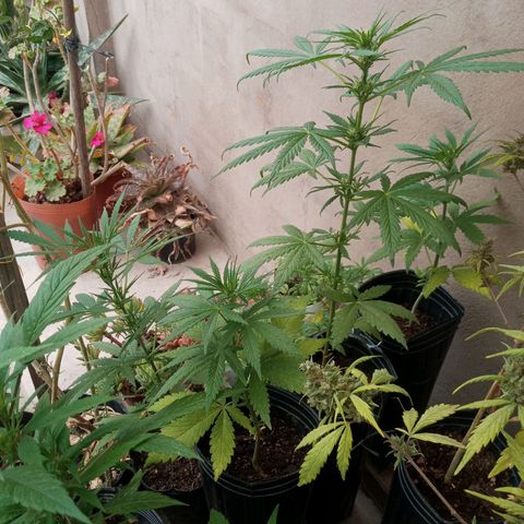 Gaara x nn growlog photo: 4 hembras
2 fenos diferenciados
 Unos internudos mas separados que el otro de mayor altura y ramificacipn mas larga.
