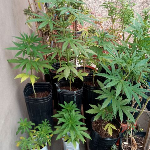 Gaara x nn growlog photo: 4 hembras
2 fenos diferenciados
 Unos internudos mas separados que el otro de mayor altura y ramificacipn mas larga.
