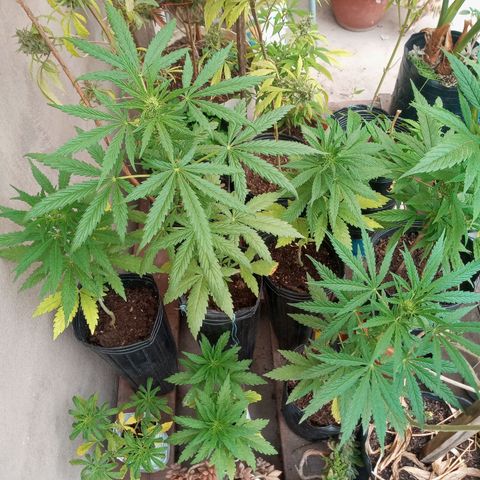 Gaara x nn growlog photo: 4 hembras
2 fenos diferenciados
 Unos internudos mas separados que el otro de mayor altura y ramificacipn mas larga.
