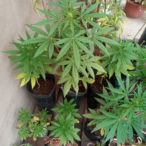 Gaara x nn growlog photo: 4 hembras
2 fenos diferenciados
 Unos internudos mas separados que el otro de mayor altura y ramificacipn mas larga.
