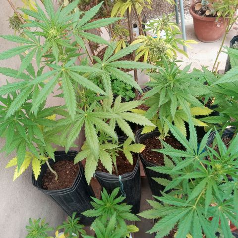 Gaara x nn growlog photo: 4 hembras
2 fenos diferenciados
 Unos internudos mas separados que el otro de mayor altura y ramificacipn mas larga.
