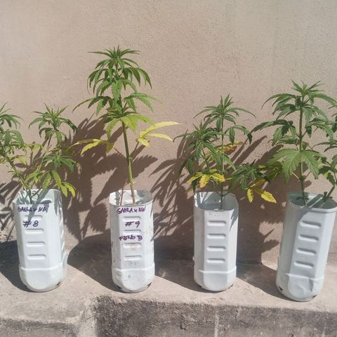 Gaara x nn growlog photo: Gaara x nn #8 - hembra. Regale a Esteban
Gaara x nn #9 - hembra. Regale a Esteban
Gaara x nn #10- hembra. Esteban
Gaara x nn #11. Posible macho. Apical. Lo mantengo