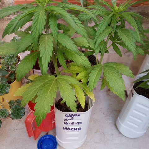 Gaara x nn growlog photo: Gaara x nn # 11 macho. 
Le hice poda apical a las puntas donde se formaban las flores. Y la volvi a luces para revegetacion