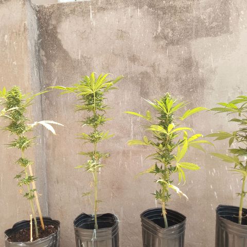 Gaara x nn growlog photo: En orden de aparicion.
#4
#5
#6
#7
Parecian ser dos fenos bien diferenciados pero resultaron ser en apariencia antes de florar similares , en aromas los 3 diferentes. Caracteristicas mas ricas a valoracion personal la #4, #6, #5 y por ultimo sin tanto aroma de calices mas gordos y menos grosor el cogollo la #7