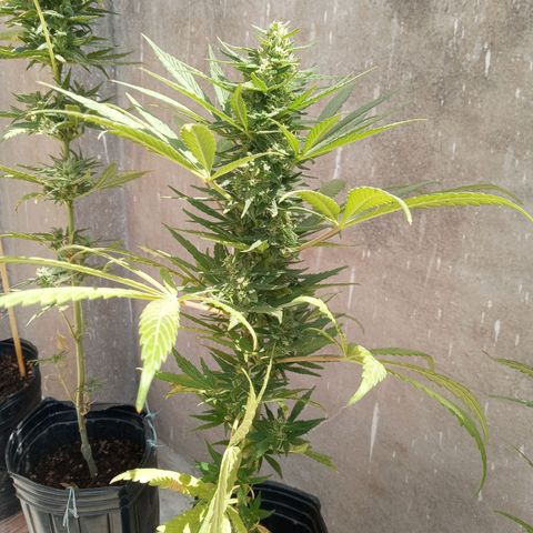 Gaara x nn growlog photo: En orden de aparicion.
#4
#5
#6
#7
Parecian ser dos fenos bien diferenciados pero resultaron ser en apariencia antes de florar similares , en aromas los 3 diferentes. Caracteristicas mas ricas a valoracion personal la #4, #6, #5 y por ultimo sin tanto aroma de calices mas gordos y menos grosor el cogollo la #7