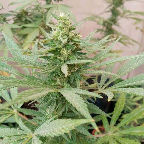 Gaara x nn growlog photo: En orden de aparicion.
#4
#5
#6
#7
Parecian ser dos fenos bien diferenciados pero resultaron ser en apariencia antes de florar similares , en aromas los 3 diferentes. Caracteristicas mas ricas a valoracion personal la #4, #6, #5 y por ultimo sin tanto aroma de calices mas gordos y menos grosor el cogollo la #7