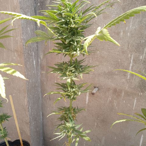 Gaara x nn growlog photo: En orden de aparicion.
#4
#5
#6
#7
Parecian ser dos fenos bien diferenciados pero resultaron ser en apariencia antes de florar similares , en aromas los 3 diferentes. Caracteristicas mas ricas a valoracion personal la #4, #6, #5 y por ultimo sin tanto aroma de calices mas gordos y menos grosor el cogollo la #7
