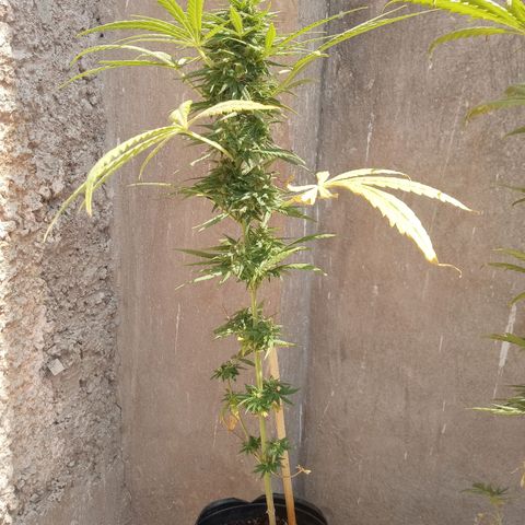 Gaara x nn growlog photo: En orden de aparicion.
#4
#5
#6
#7
Parecian ser dos fenos bien diferenciados pero resultaron ser en apariencia antes de florar similares , en aromas los 3 diferentes. Caracteristicas mas ricas a valoracion personal la #4, #6, #5 y por ultimo sin tanto aroma de calices mas gordos y menos grosor el cogollo la #7