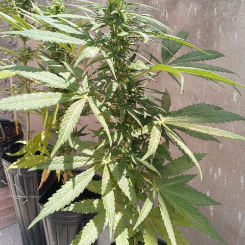 Gaara x nn growlog photo: En orden de aparicion.
#4
#5
#6
#7
Parecian ser dos fenos bien diferenciados pero resultaron ser en apariencia antes de florar similares , en aromas los 3 diferentes. Caracteristicas mas ricas a valoracion personal la #4, #6, #5 y por ultimo sin tanto aroma de calices mas gordos y menos grosor el cogollo la #7