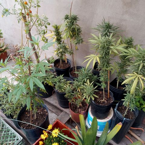 Gaara x nn growlog photo: Gaara x nn 4
Gaara x nn 5
El plantel de invierno