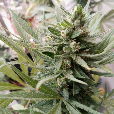 Gaara x nn growlog photo: Gaara x nn 4
Gaara x nn 5
El plantel de invierno