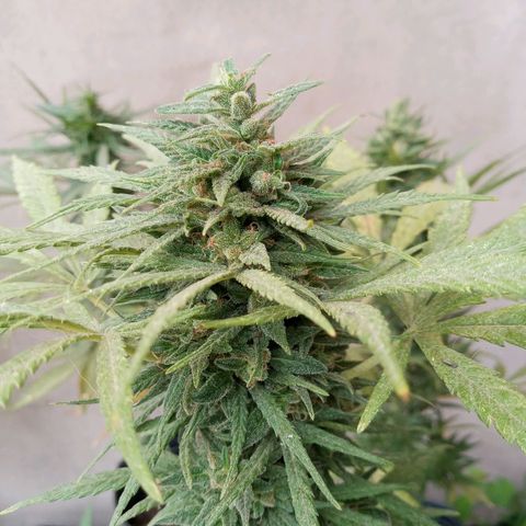 Gaara x nn growlog photo: Gaara x nn 4
Gaara x nn 5
El plantel de invierno
