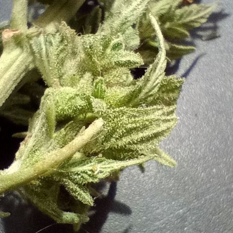 Gaara x nn growlog photo: Gaaraxnn(f1) #4
Gaara x nn(f1) #6