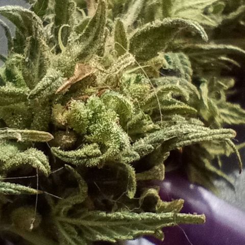 Gaara x nn growlog photo: Gaaraxnn(f1) #4
Gaara x nn(f1) #6