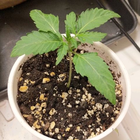 Miracle Berry growlog timeline photo