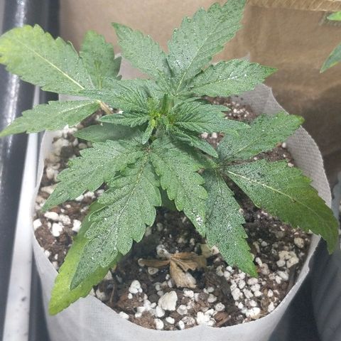 Miracle Berry growlog timeline photo
