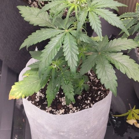 Miracle Berry growlog timeline photo