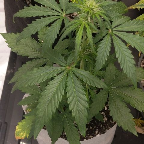 Miracle Berry growlog timeline photo
