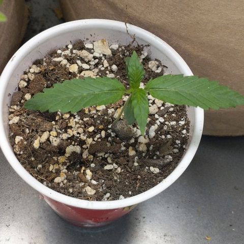 White stomper v3 growlog timeline photo