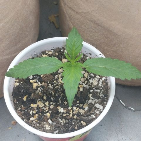 White stomper v3 growlog timeline photo