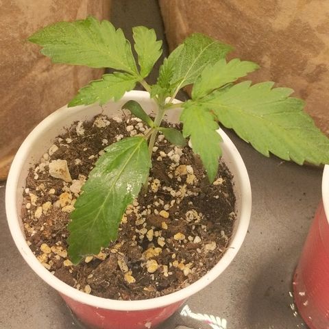 White stomper v3 growlog timeline photo