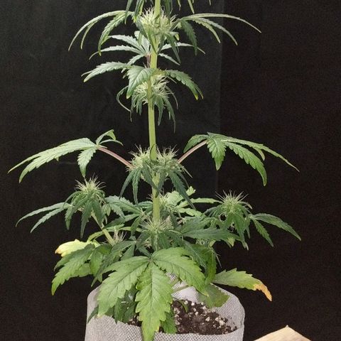 Miracle Berry growlog timeline photo