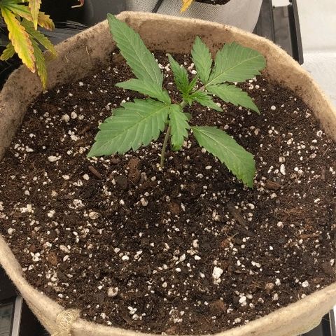 White stomper v3 growlog timeline photo
