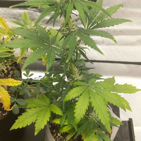 Miracle Berry growlog photo: Tip burn from the lights.  Weird because it is less intense than rapidled.
