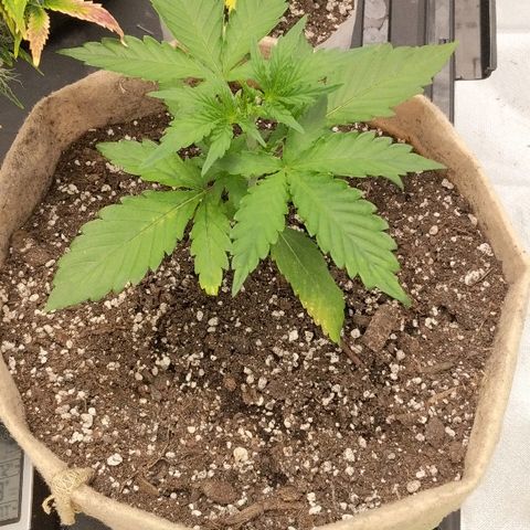White stomper v3 growlog timeline photo
