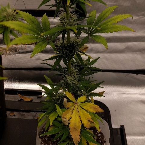 Miracle Berry growlog timeline photo
