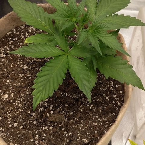 White stomper v3 growlog timeline photo