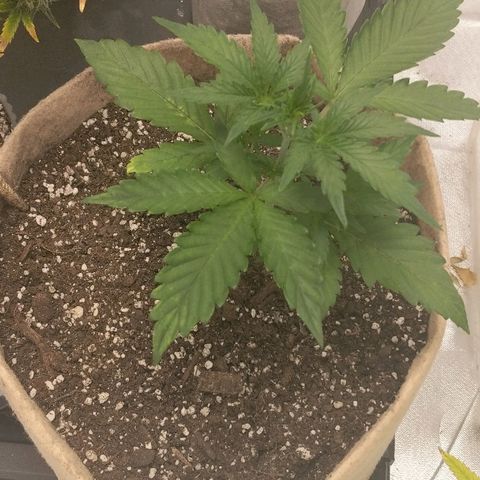 White stomper v3 growlog timeline photo