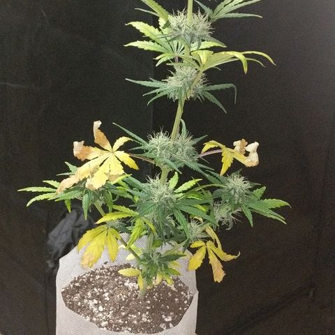 Miracle Berry growlog timeline photo
