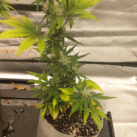 Miracle Berry growlog timeline photo