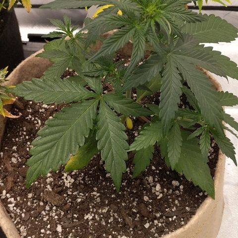 White stomper v3 growlog timeline photo