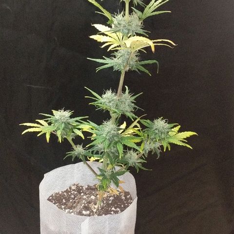 Miracle Berry growlog timeline photo