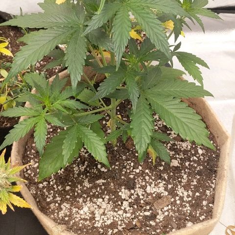 White stomper v3 growlog timeline photo